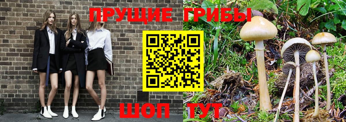 Богородицк  Галлюциногенные грибы MAGIC MUSHROOMS  Вход с VPN 